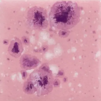 Mayco Jungle Gem - CG-1014 PINK PLUM